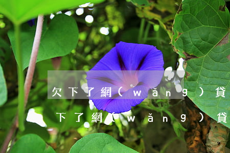 欠下了網(wǎng)貸還不上怎么辦-欠下了網(wǎng)貸還不上怎么辦呢