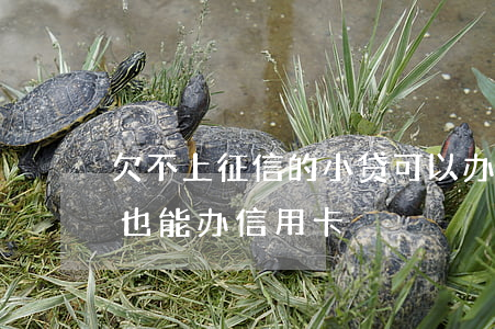 欠不上征信的小贷可以办信用卡吗(征信不好也能办信用卡)
