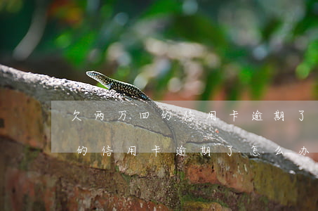 欠两万四的信用卡逾期了怎么办-欠两万四的信用卡逾期了怎么办呢