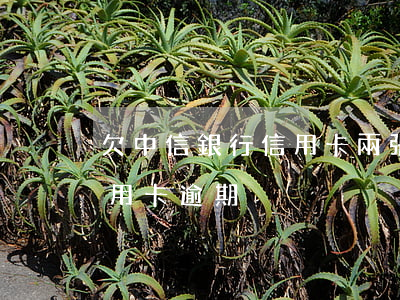 欠中信銀行信用卡兩張都逾期了(中信銀行 信用卡 逾期)