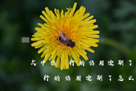 欠中信銀行的信用逾期了怎么解決-欠中信銀行的信用逾期了怎么解決呢