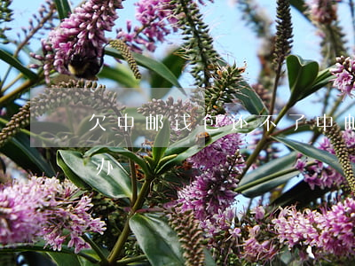 欠中邮钱包还不了(中邮钱包的钱还不了怎么办)