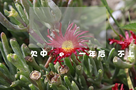 欠中銀e貸一年后還不上怎么辦-