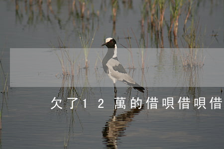 欠了12萬的借唄(借唄借了12萬怎么還)
