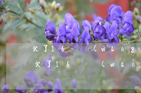 欠了16萬網(wǎng)貸還不上怎么辦(欠了16萬網(wǎng)貸還不上怎么辦)