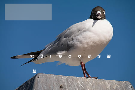 欠了1800可以起訴嗎(欠1600元可以起訴嗎)