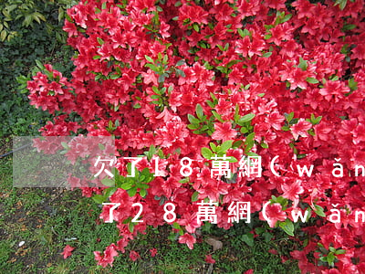 欠了18萬網(wǎng)貸 我該怎么辦(欠了28萬網(wǎng)貸怎么辦)