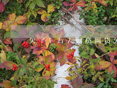 欠了1万7网贷(网贷欠7000)