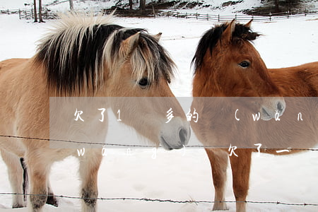 欠了1萬多的網(wǎng)貸怎么辦(網(wǎng)貸欠了一萬多)