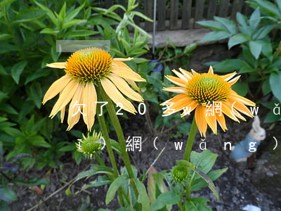 欠了20多w網(wǎng)貸(正規(guī)網(wǎng)貸欠了二十萬(wàn))
