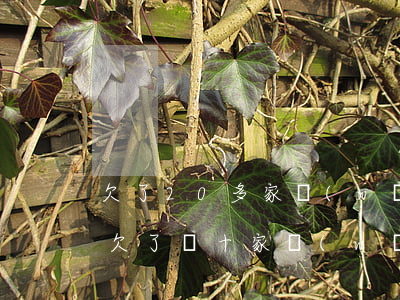 欠了20多家網(wǎng)貸4萬還不起(欠了幾十家網(wǎng)貸現(xiàn)在還不了了怎么辦)