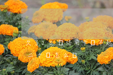 欠了20萬信用卡還不起怎么辦-欠信用卡二十萬怎么辦