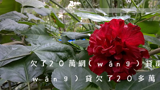 欠了20萬網(wǎng)貸還有救嗎(網(wǎng)貸欠了20多萬)