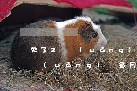 欠了2萬網(wǎng)貸怎么一小時還上(網(wǎng)貸每月還款2萬怎么辦)