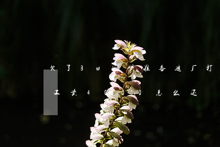 欠了3w网贷准备进厂打工还(欠网贷13万工资4000怎么还)