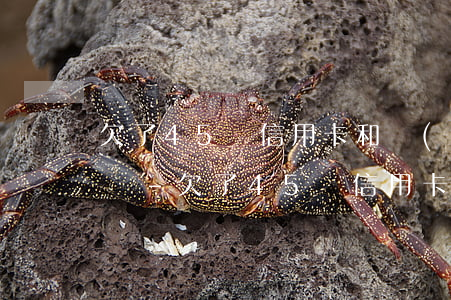 欠了45萬信用卡和網(wǎng)貸怎么辦-欠了45萬信用卡和網(wǎng)貸怎么辦呢