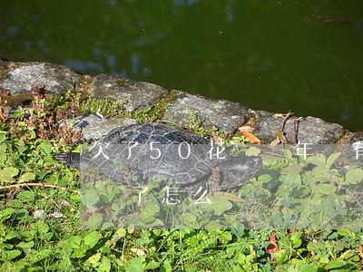 欠了50花唄兩年沒有還(花唄50元兩年沒還了怎么辦)