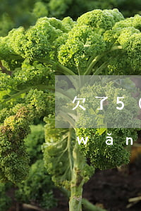 欠了50萬網(wǎng)貸會坐牢嗎(網(wǎng)貸欠了五十萬不還會坐牢嗎)