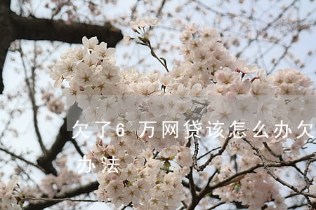 欠了6万网贷 该怎么办(欠六万多网贷有什么办法)