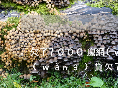 欠了7000塊網(wǎng)貸 怎么辦(網(wǎng)貸欠7000塊錢(qián)值得起訴么)