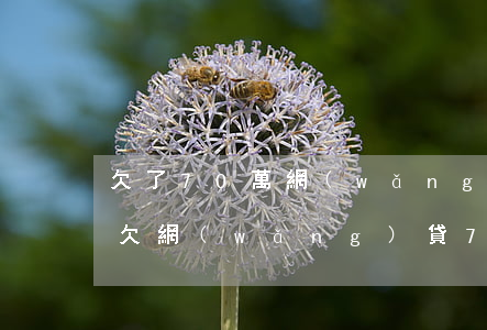 欠了70萬網(wǎng)貸怎么才能還完(欠網(wǎng)貸70萬還不起怎么辦)