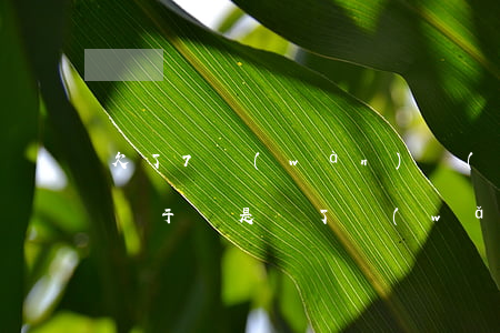 欠了7萬(wàn)網(wǎng)貸媳婦終于還是離了(網(wǎng)貸欠7萬(wàn)怎么還)