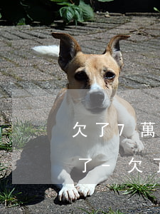 欠了7萬網(wǎng)貸媳婦終于還是離了-欠了七萬多的網(wǎng)貸感覺活不下去了