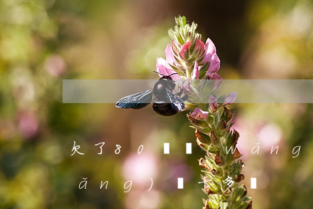 欠了80萬網(wǎng)貸惡魔(欠網(wǎng)貸十多萬)