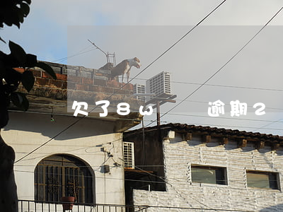 欠了8w網貸逾期2個月(網貸逾期2年)