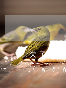 欠了9000網(wǎng)貸怎么辦啊(網(wǎng)貸9000不還會(huì)坐牢嗎)
