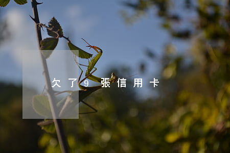 欠了9張信用卡