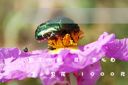 欠了一千塊花唄怎么自動(dòng)還完了-欠花唄1000元,未及時(shí)還款多給多少利息