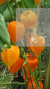 欠了一堆網(wǎng)貸私人錢怎么辦