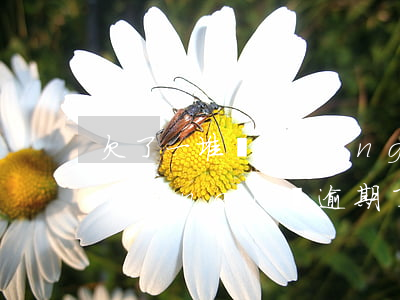 欠了一堆網(wǎng)貸逾期沒錢還(網(wǎng)貸逾期了一年多了沒錢還怎么辦啊)