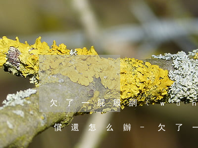 欠了一屁股網(wǎng)貸無(wú)力償還怎么辦-欠了一屁股網(wǎng)貸怎么辦?