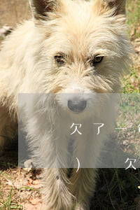 欠了一年的網(wǎng)貸(網(wǎng)貸欠了一年逾期)