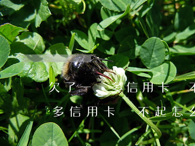 欠了一萬多信用卡還不起怎么辦-欠了一萬多信用卡還不起怎么辦呢