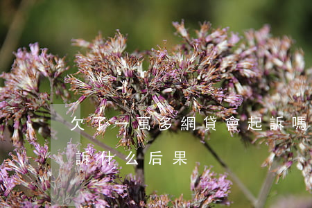 欠了一萬多網貸會起訴嗎(欠網貸一萬元,被起訴什么后果)