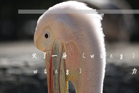 欠了一身網(wǎng)貸如何償還(欠網(wǎng)貸幾萬無力償還)