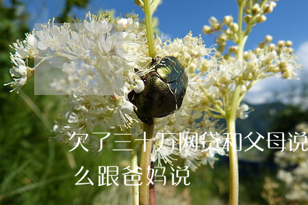 欠了三十万网贷和父母说(网贷欠了20万怎么跟爸妈说)