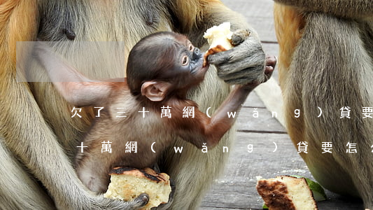 欠了三十萬網(wǎng)貸要怎么上岸(欠十萬網(wǎng)貸要怎么才能上岸)