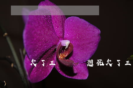 欠了三萬網貸想死(欠了三萬網貸想死了)