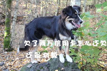 欠了两万信用卡怎么还(欠了两万信用卡怎么还最划算)