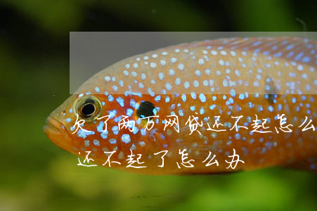 欠了两万网贷还不起怎么办(欠了两三万网贷还不起了怎么办?)