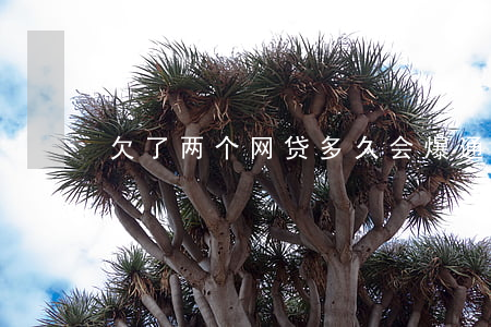 欠了两个网贷多久会爆通讯录