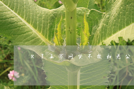欠了五万网贷不敢和老公说(欠了5万网贷)
