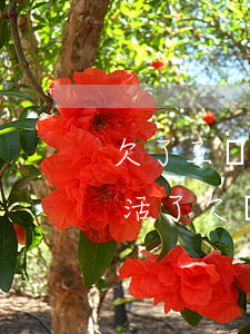 欠了五萬(wàn)網(wǎng)貸不想活了(欠網(wǎng)貸5萬(wàn)想死)