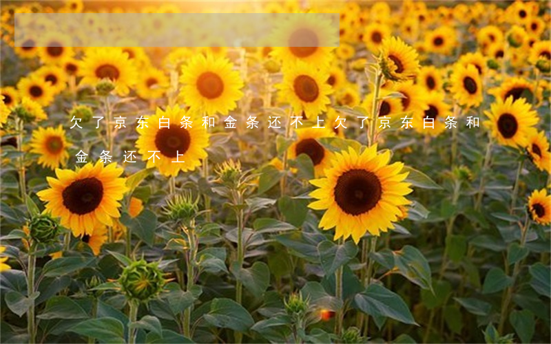 欠了京东白条和金条还不上(欠了京东白条和金条还不上)