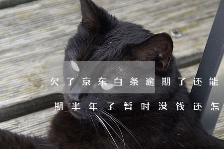 欠了京东白条逾期了还能购物吗(京东白条逾期半年了暂时没钱还怎么协商)