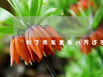 欠了京东金条八万还不上怎么办